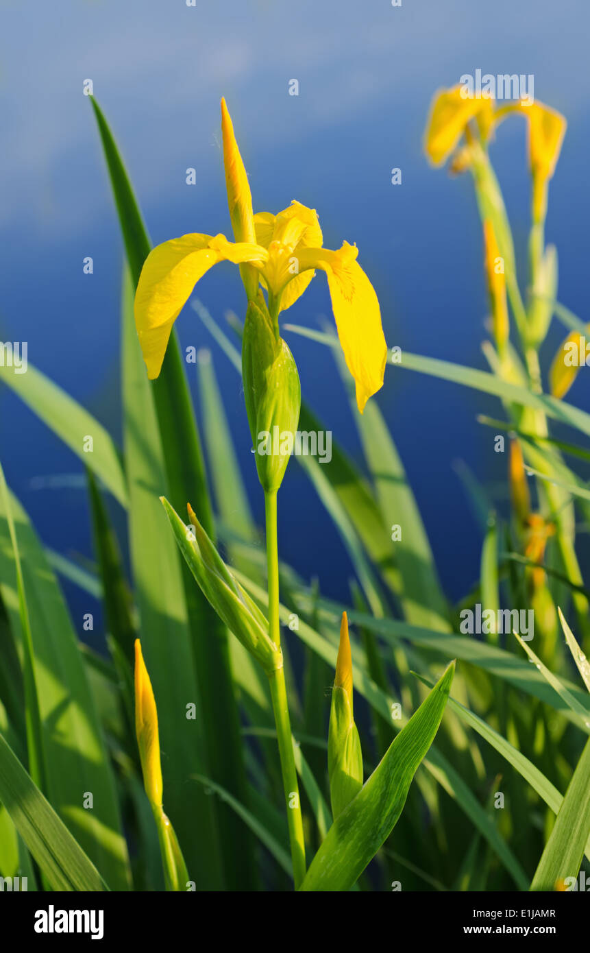 Iris flower in nature Stock Photo