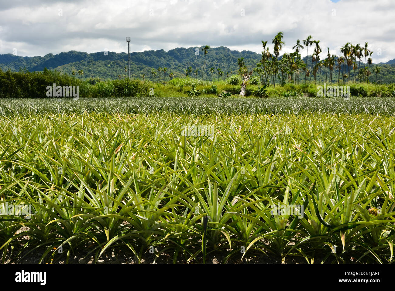 Pineapple Farm Thailand High Resolution Stock Photography and Images