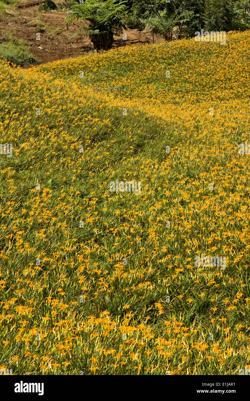 Field of tiger lily Stock Photo Alamy