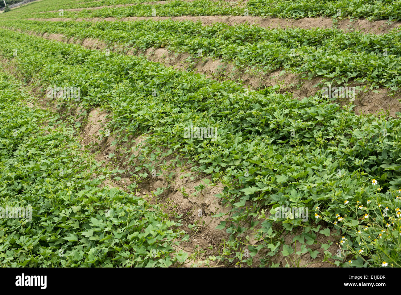 Cultivated land Stock Photo