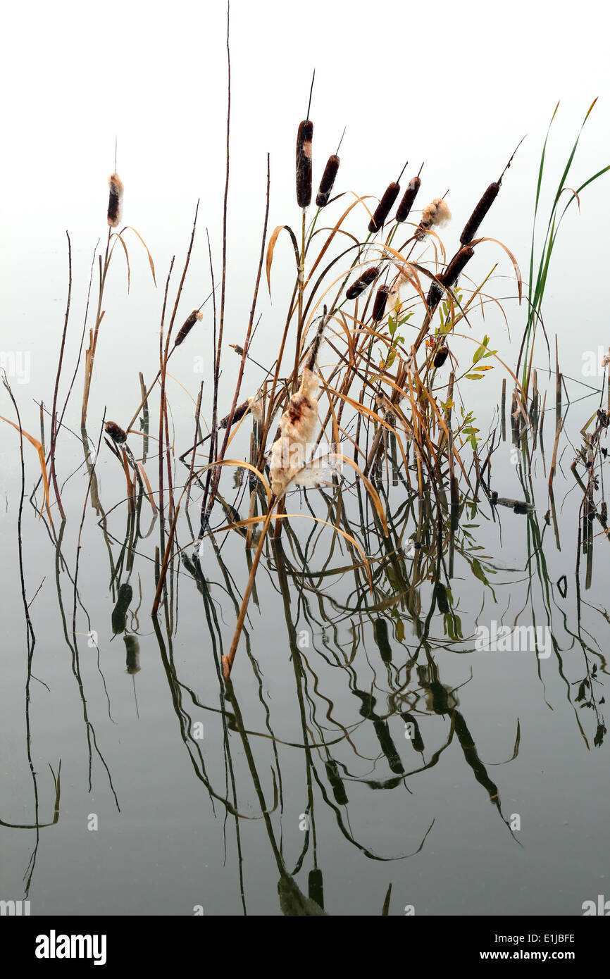 Grass reeds in water hires stock photography and images Alamy