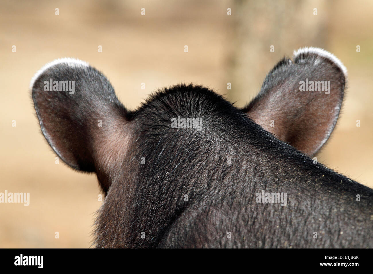 The back of an animals head - all ears. Bergen County Zoo, Van Saun Park, Paramus, New Jersey, USA Stock Photo