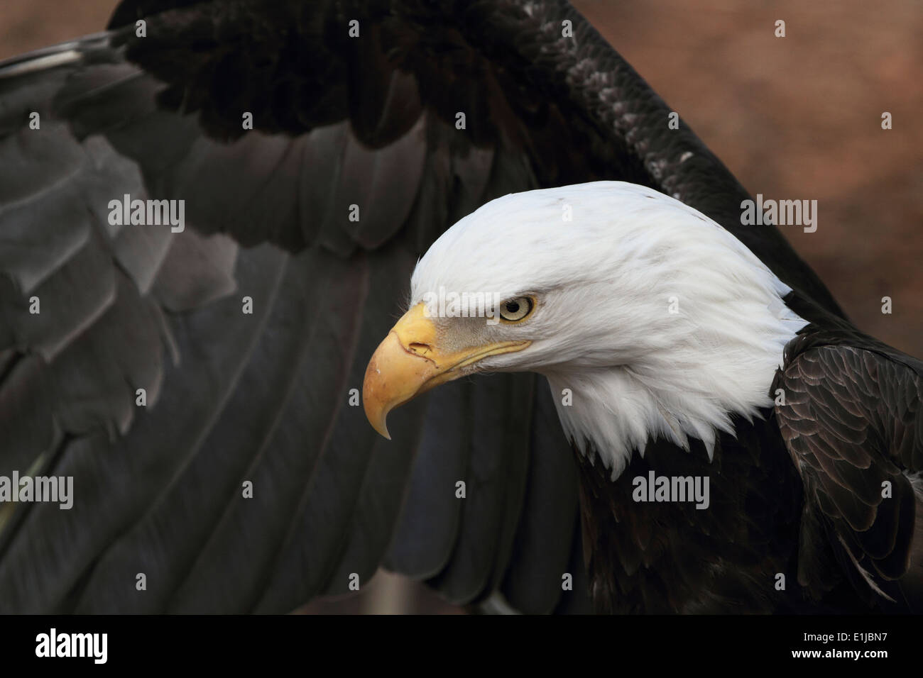 A Bald Eagle, Haliaeetus leucocephalus, with wing spread. Bergen County Zoo, Van Saun Park, Paramus, New Jersey, USA Stock Photo