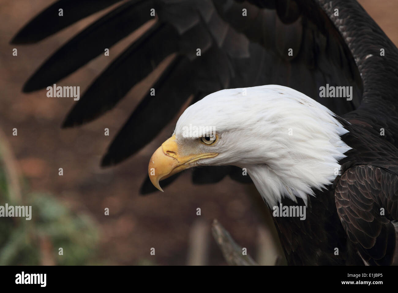 A Bald Eagle, Haliaeetus leucocephalus, with wing spread. Bergen County Zoo, Van Saun Park, Paramus, New Jersey, USA Stock Photo