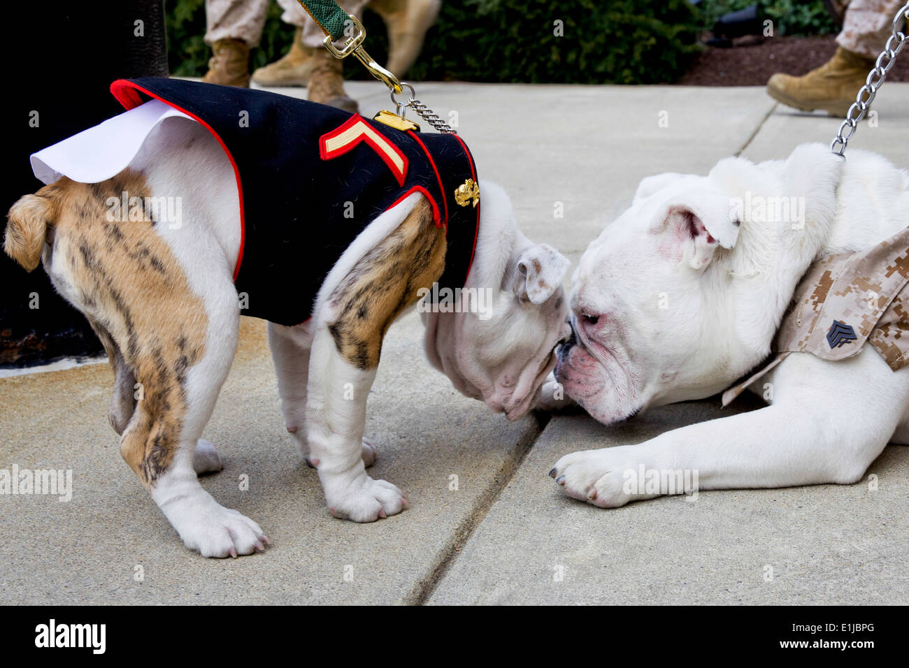 The outgoing Marine Corps mascot, Sgt. Chesty XIII, right, nuzzles the incoming Marine mascot, Private First Class Chesty XIV, Stock Photo