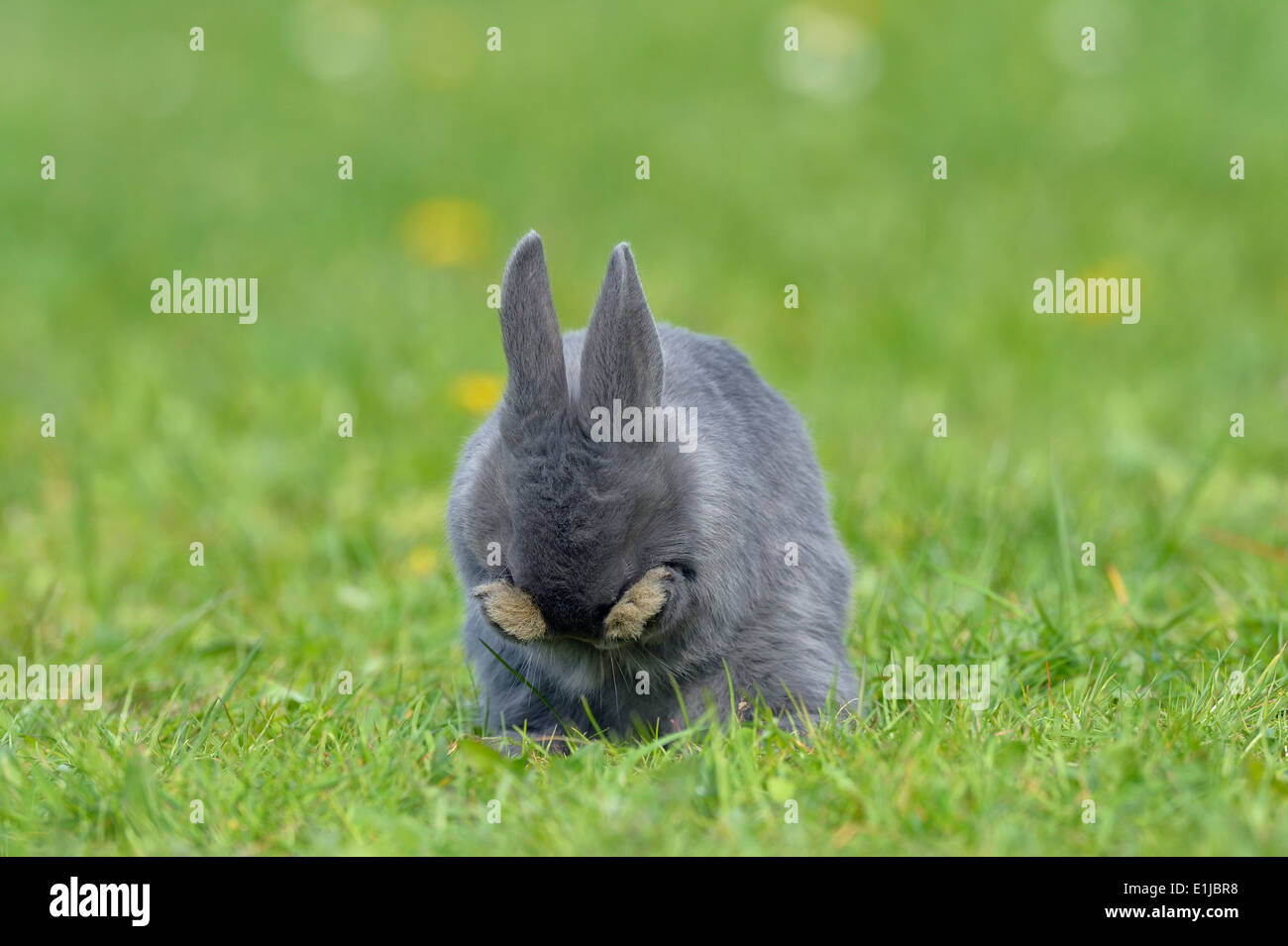 Rabbit cleaning hires stock photography and images Alamy