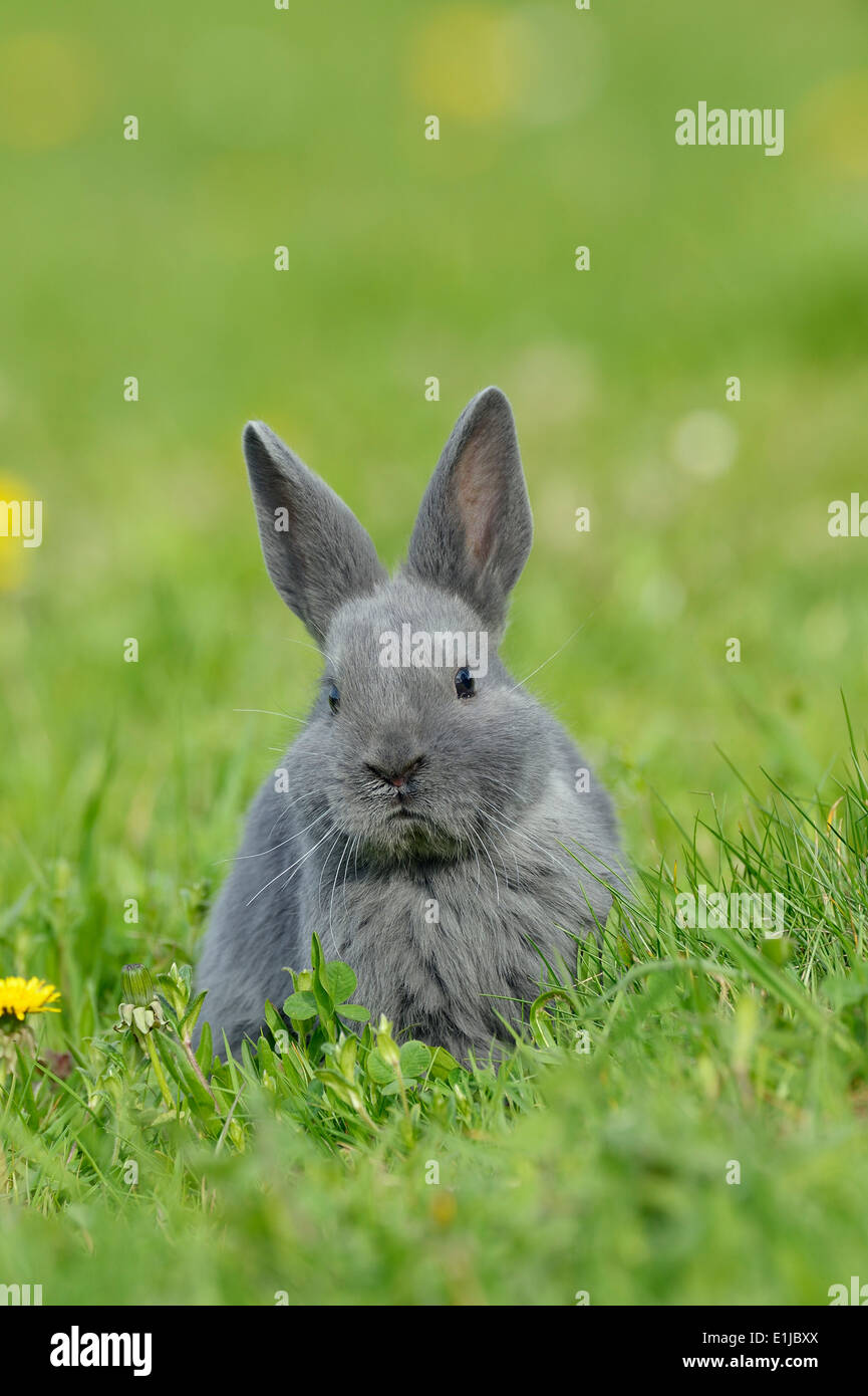 Grey rabbit domestic hi-res stock photography and images - Alamy