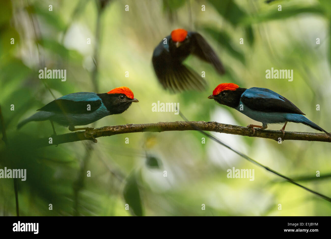 Blue Manakins perfoming a reproduction display Stock Photo
