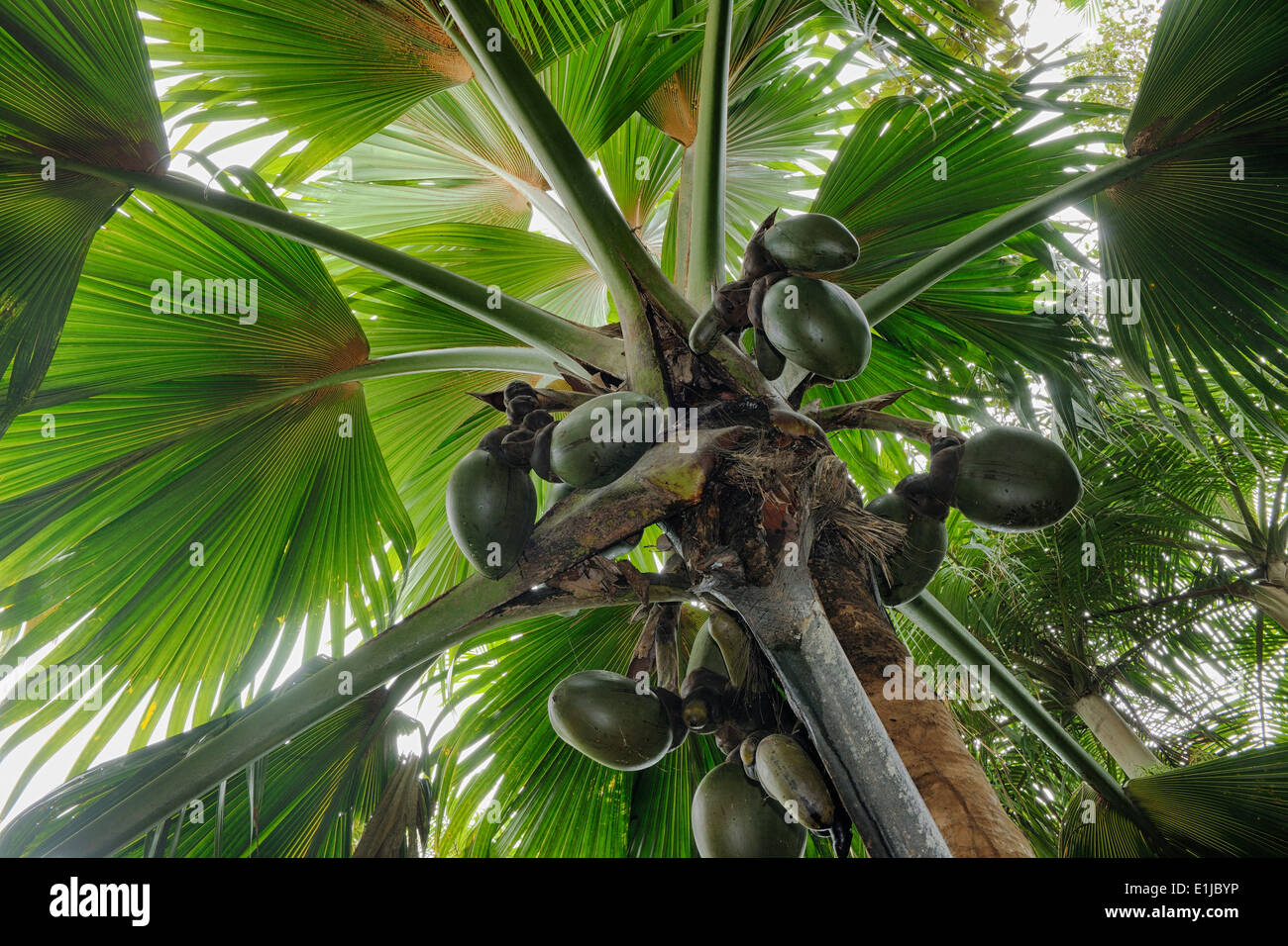 Seychelles, Praslin, Vallee de Mai, Coco de Mer with coconuts Stock ...