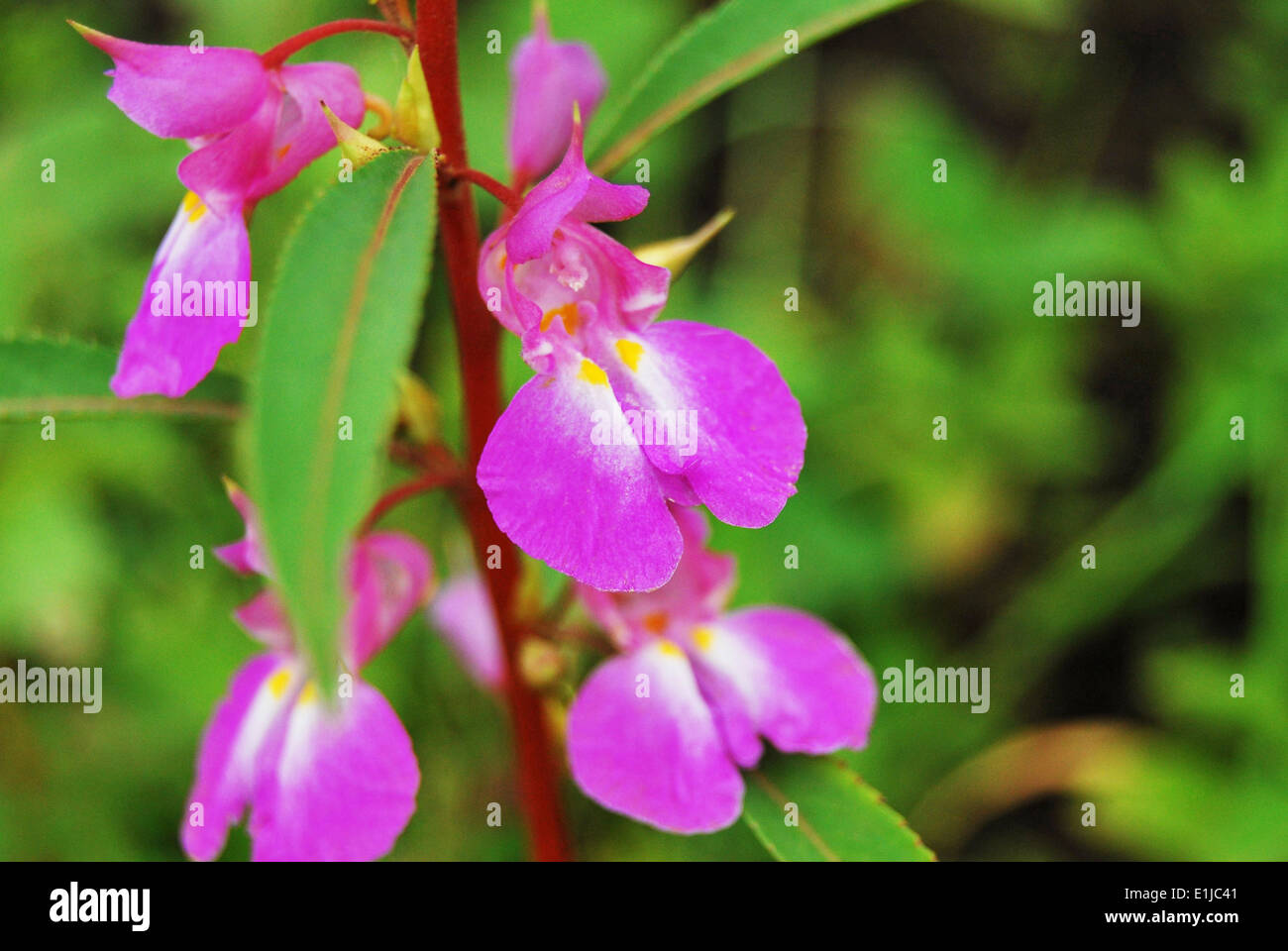 Close up of Impatiens balsamina or garden balsam, Pune, Maharashtra, India Stock Photo