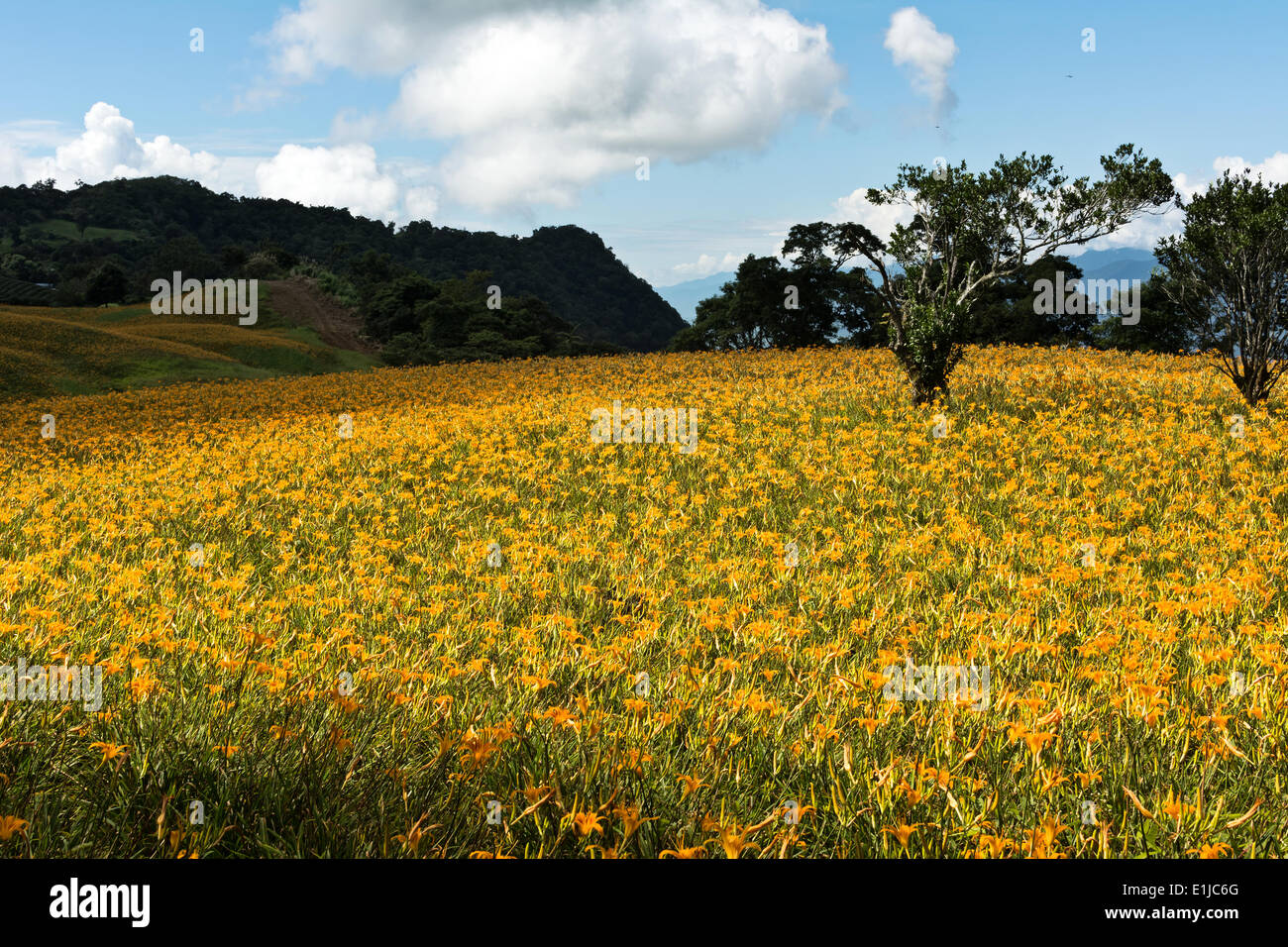Field of tiger lily Stock Photo Alamy