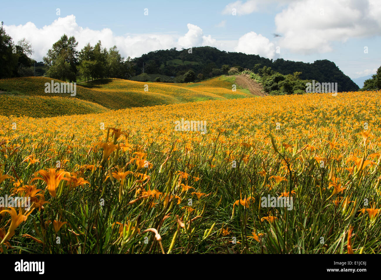 Field of tiger lily Stock Photo Alamy