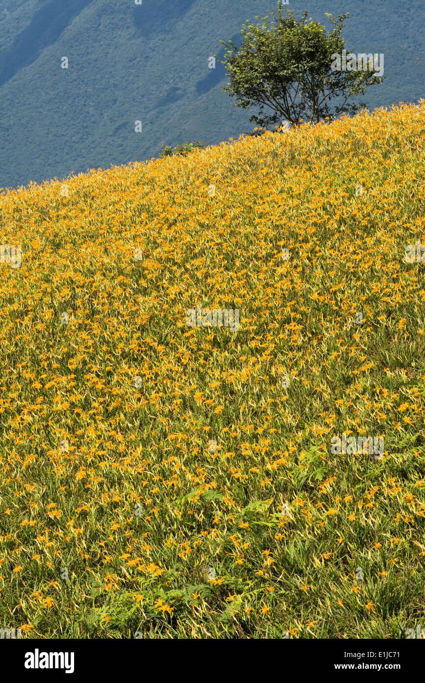 Field of tiger lily Stock Photo Alamy