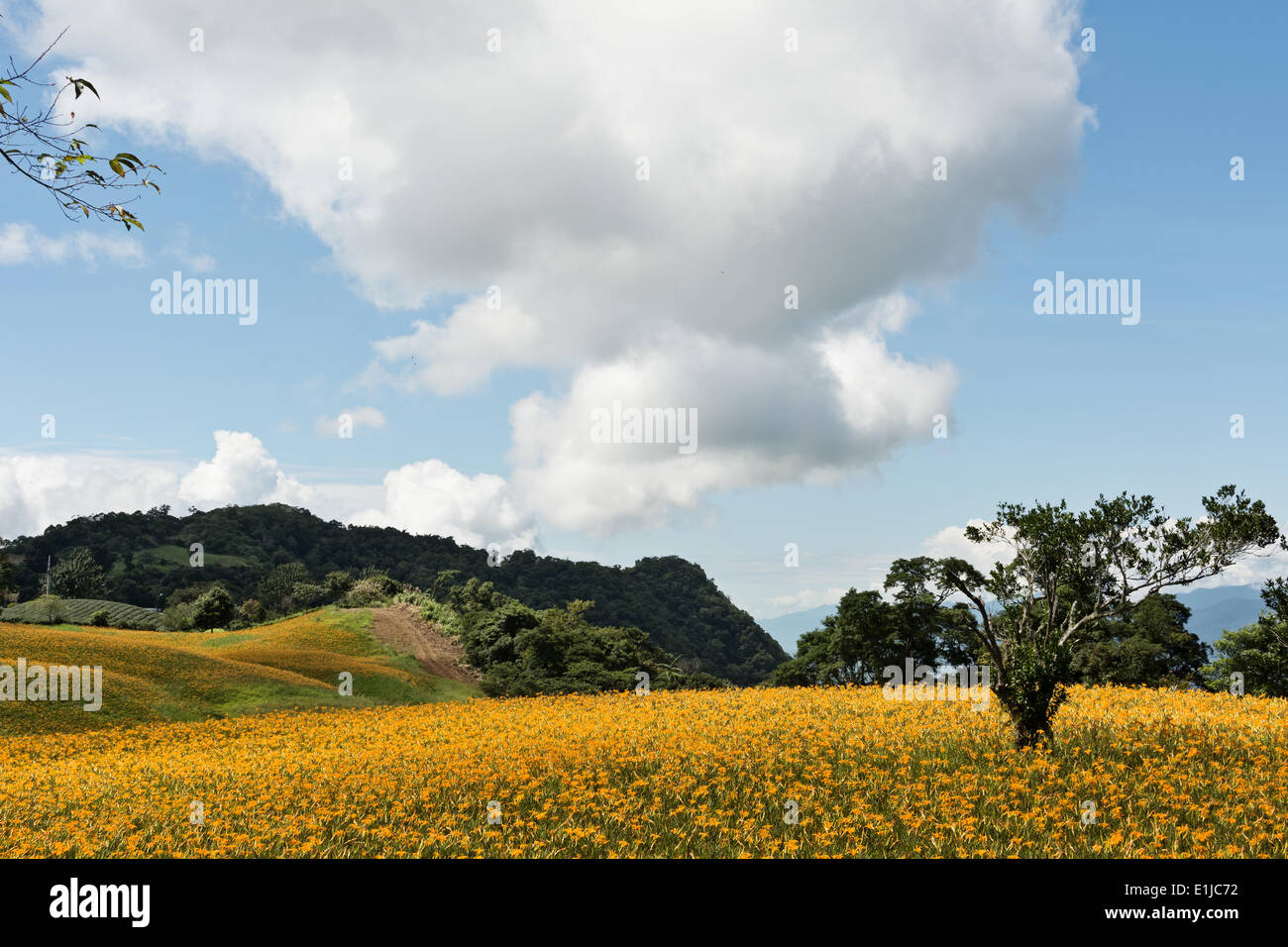 Field of tiger lily Stock Photo Alamy