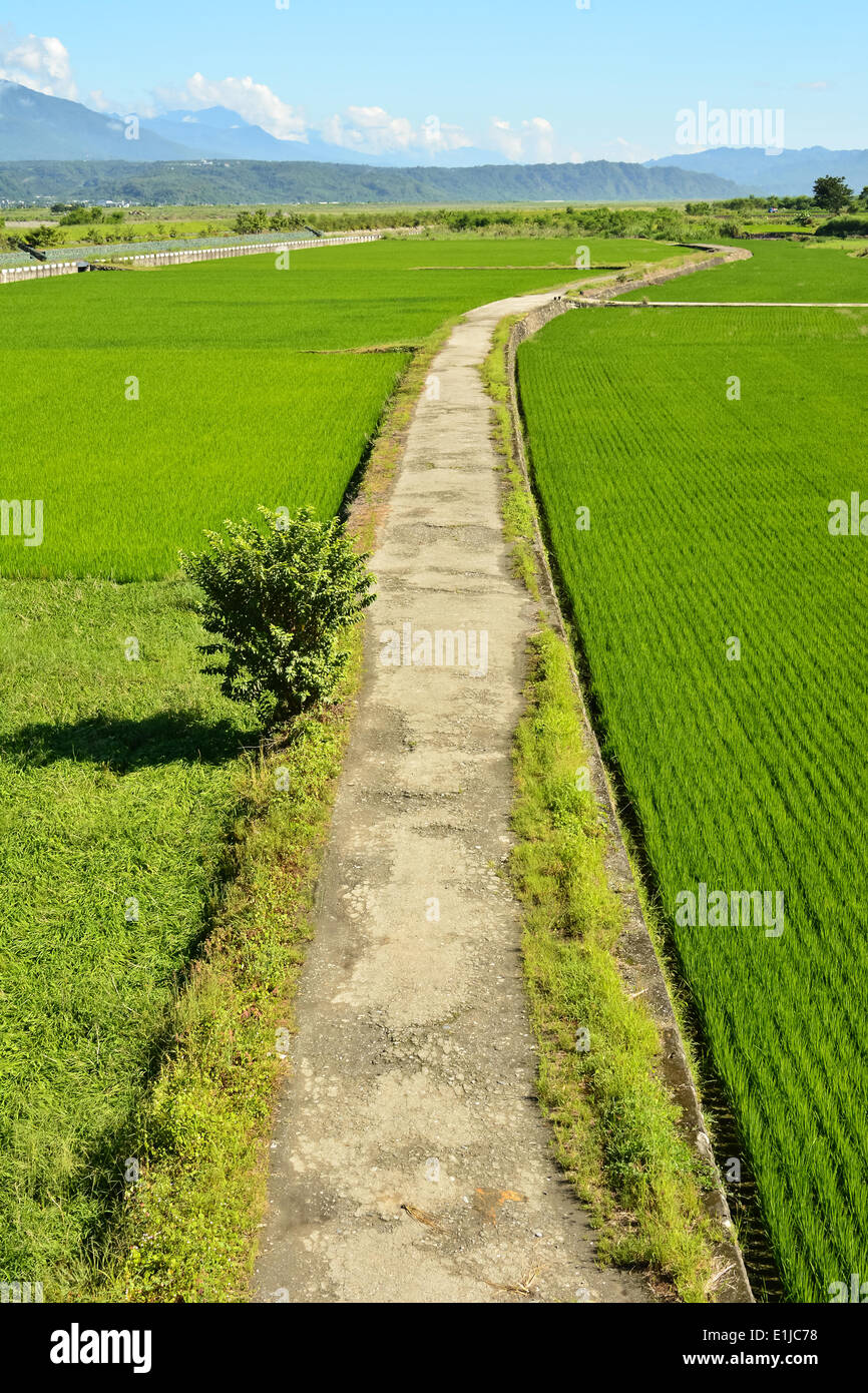 Rice farm in country Stock Photo