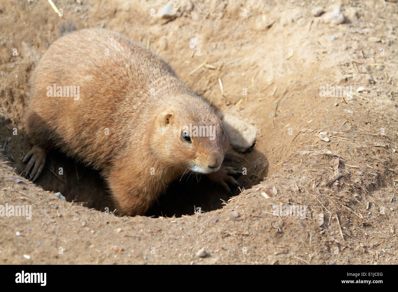 Black Tailed Prairie Dogs Cynomys Ludovicianus Bergen County Zoo Van Saun Park Paramus New Jersey Usa Stock Photo Alamy