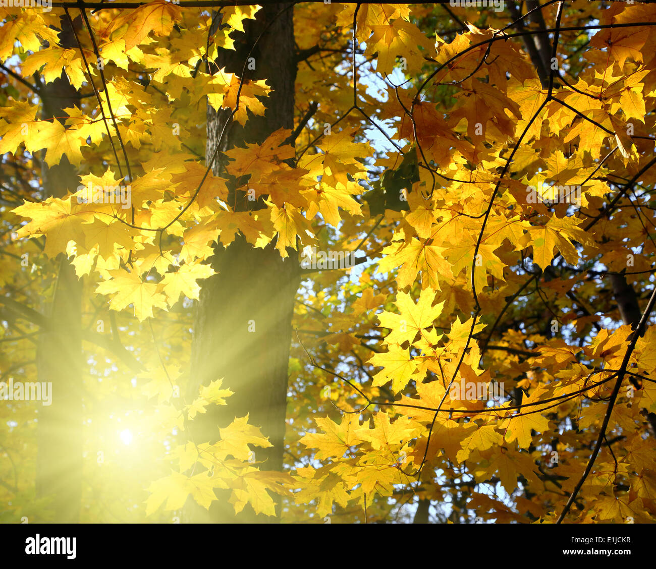 autumn yellow leaves and sun Stock Photo