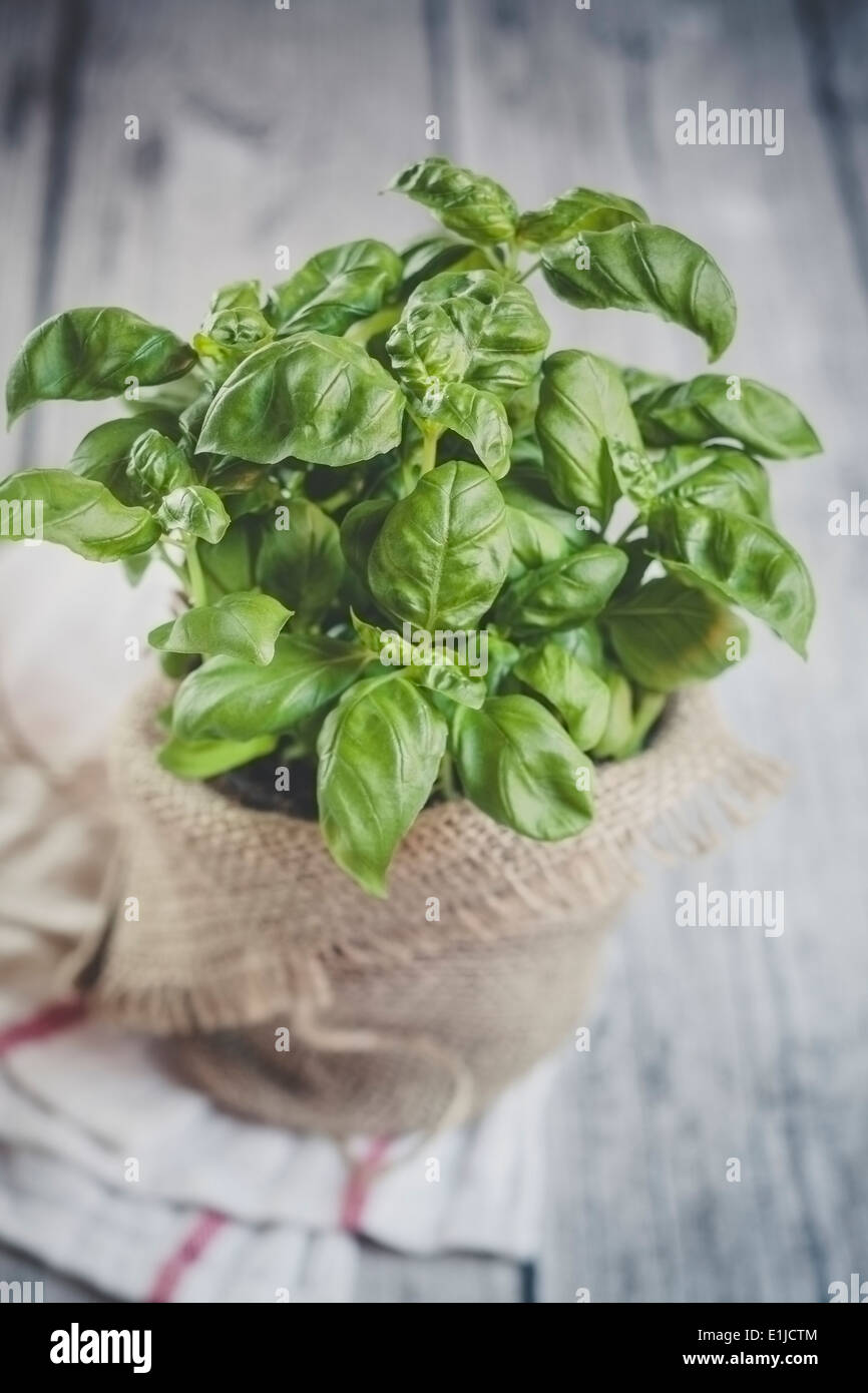 Basil genovese pot hires stock photography and images Alamy