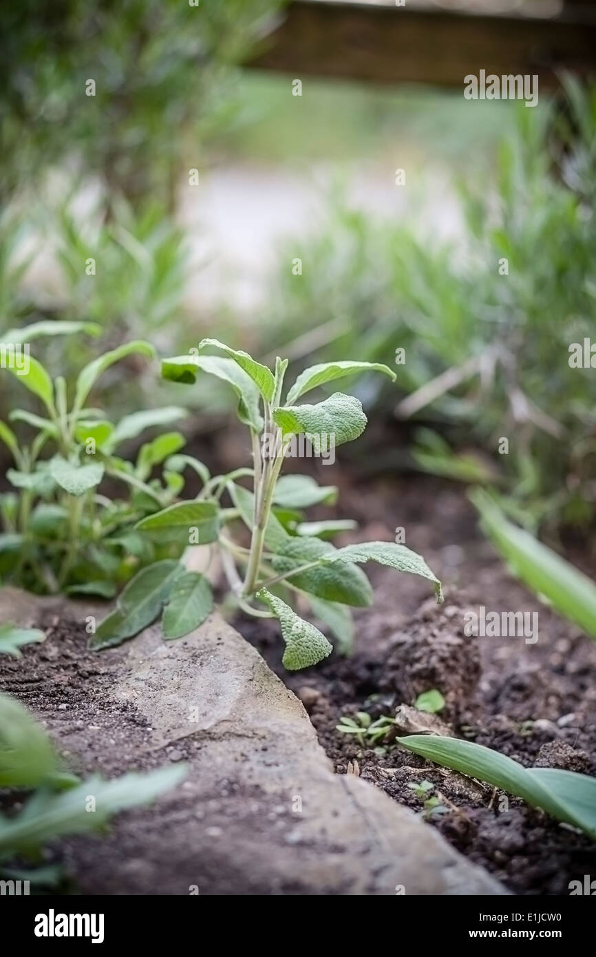 Germany, BadenWuerttemberg, Sage, Salvia officinalis, in garden Stock