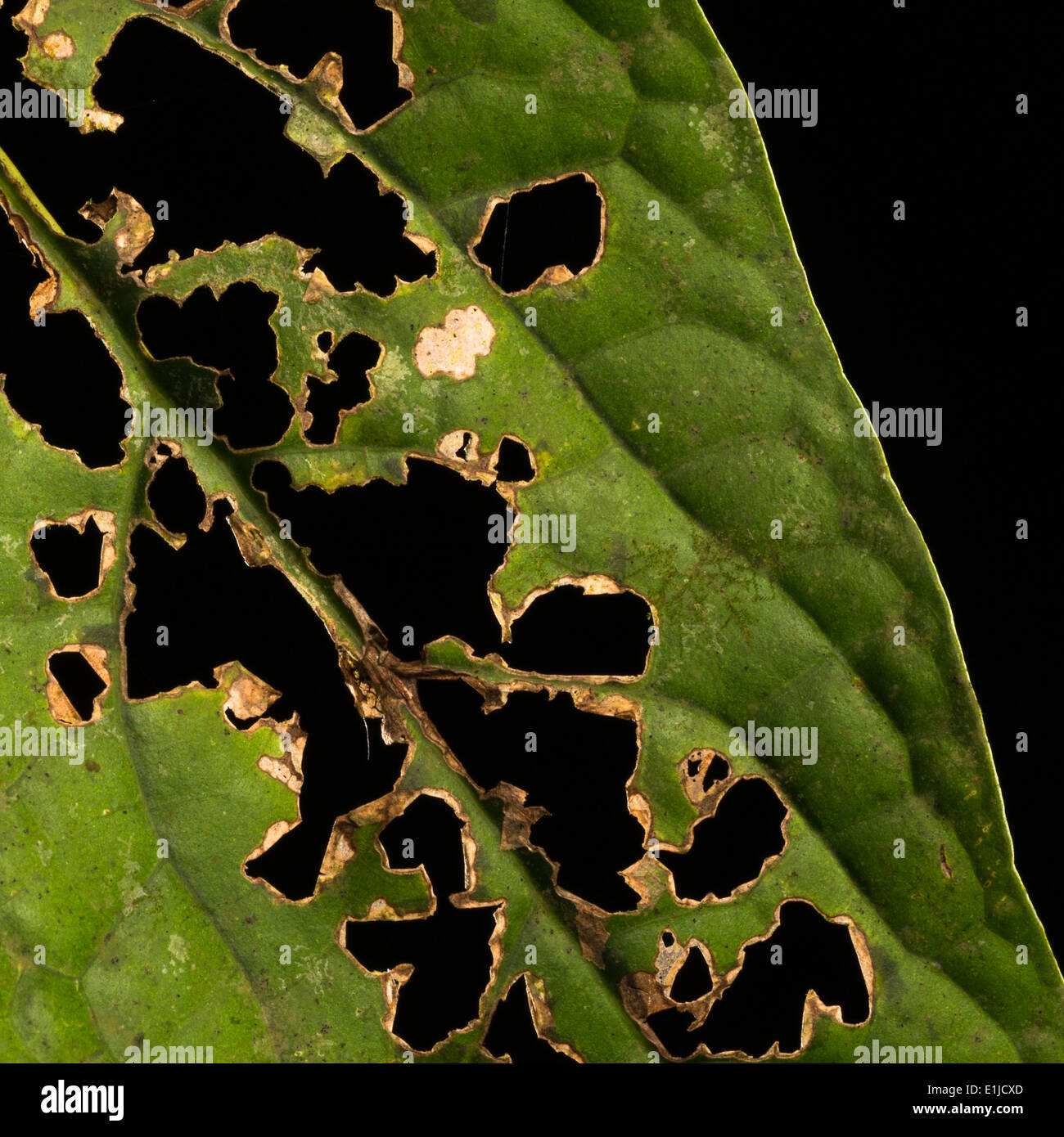A green leaf damaged by insects Stock Photo