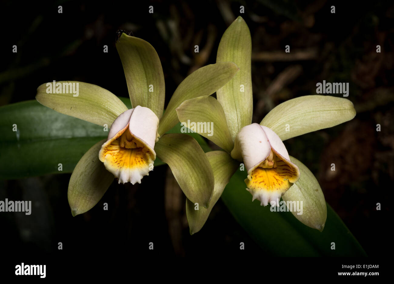 Cattleya forbesii, native orchid from the Atlantic Rainforest Stock Photo