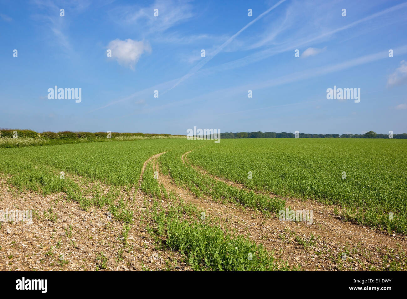 English Farmland With Flowering Pea Crops And Hawthorn Hedgerows In A Stock Photo Alamy