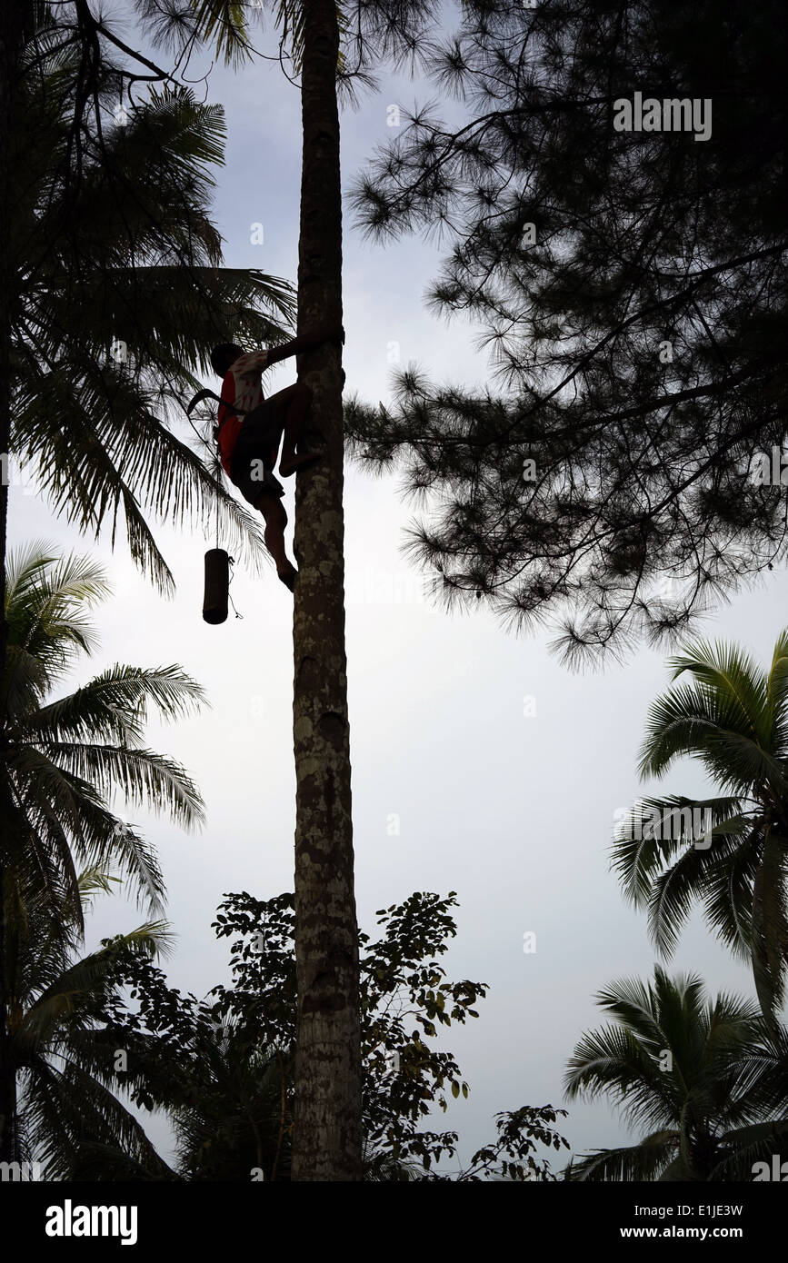 Man scaling a coconut tree Stock Photo