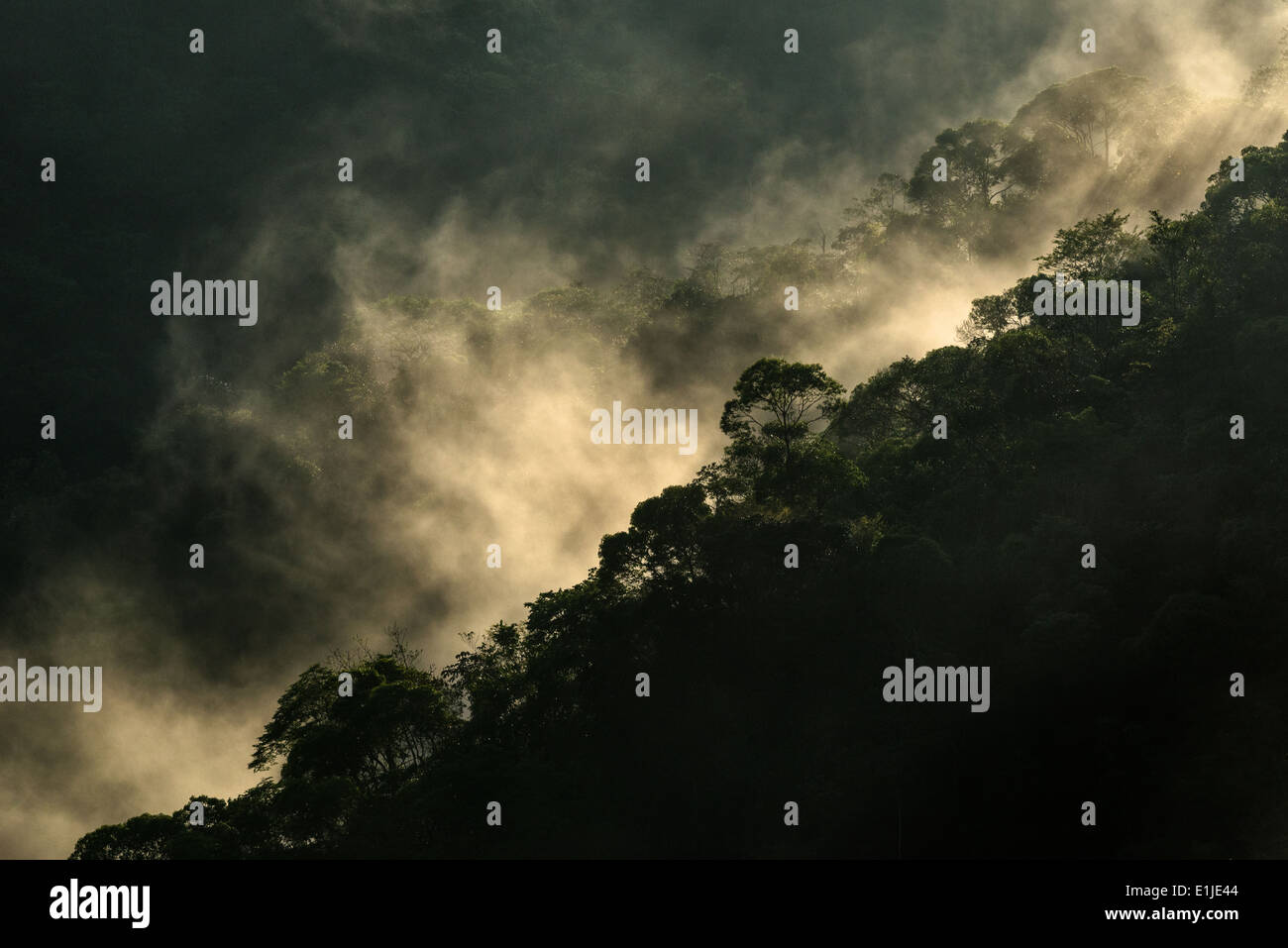 Cloud forest in the early morning Stock Photo