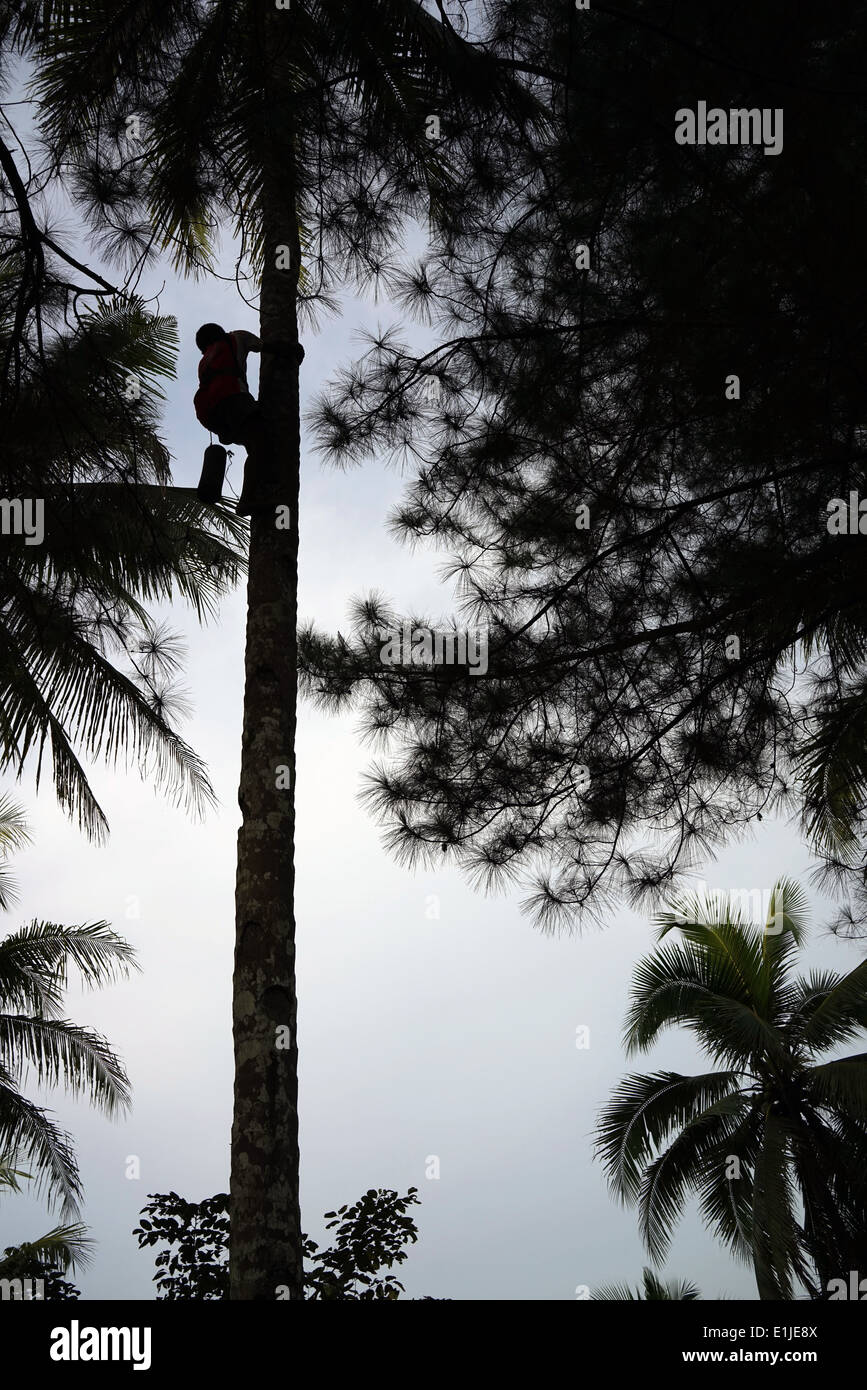 Man scaling a coconut tree Stock Photo