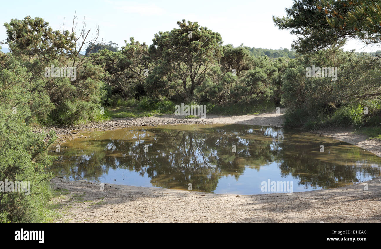 Small forest pond hi-res stock photography and images - Alamy