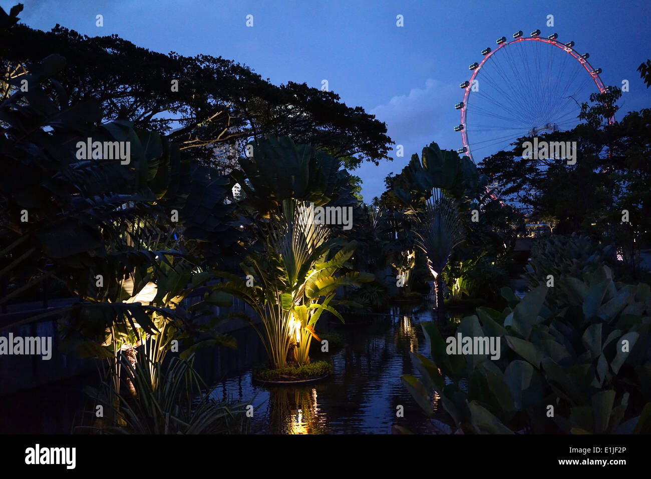 View of the Singapore Flyer - the world’s largest observation wheel from the Gardens by the Bay at dusk. Stock Photo