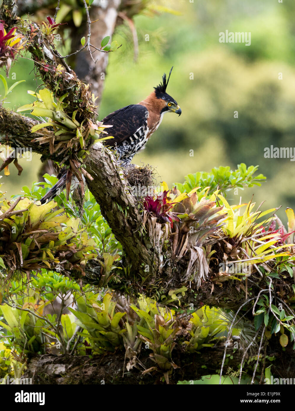 Ornate HawkEagle from the Atlantic Rainforest Stock Photo Alamy
