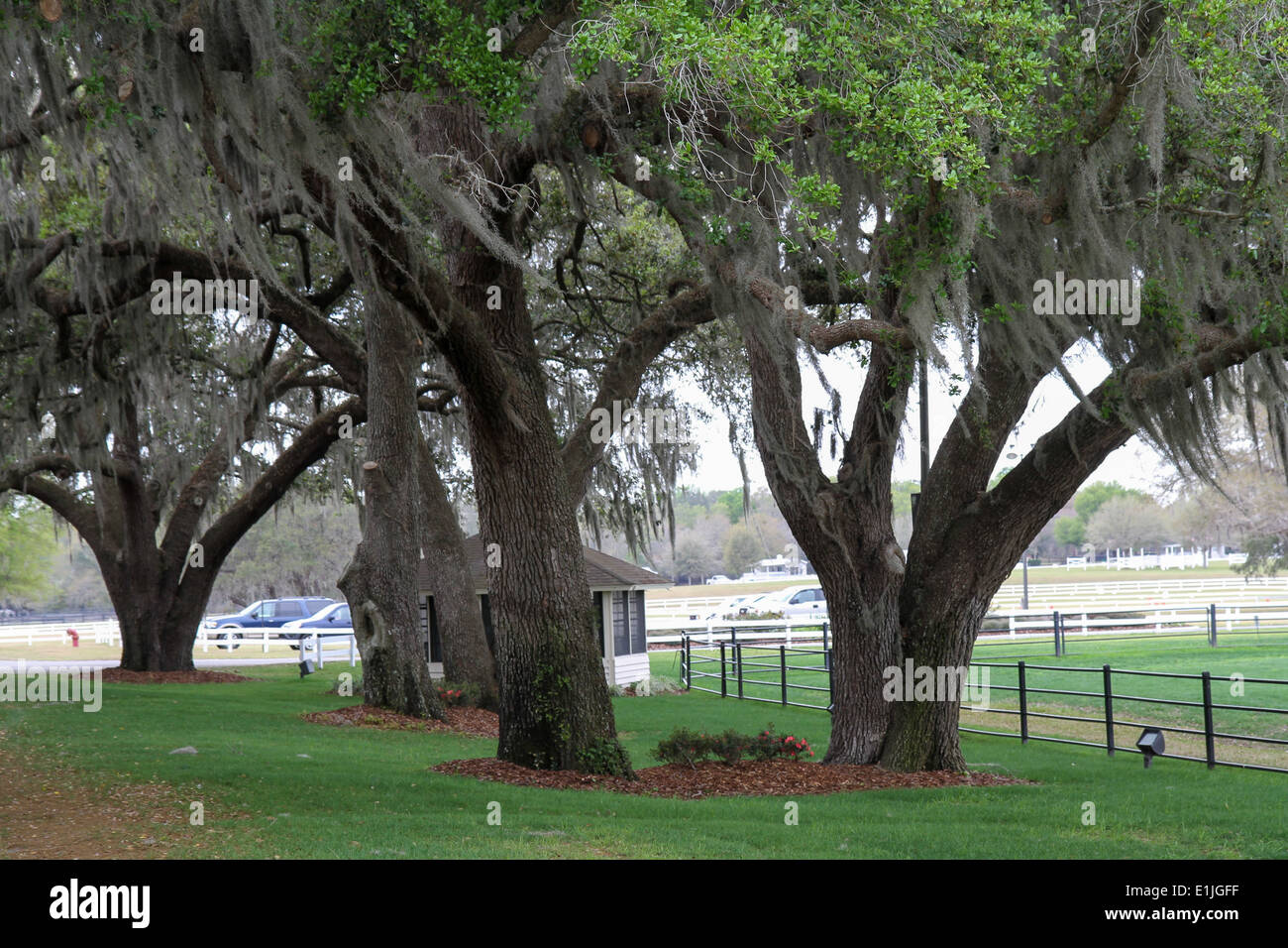 Live Oak Trees in Florida Stock Photo Alamy