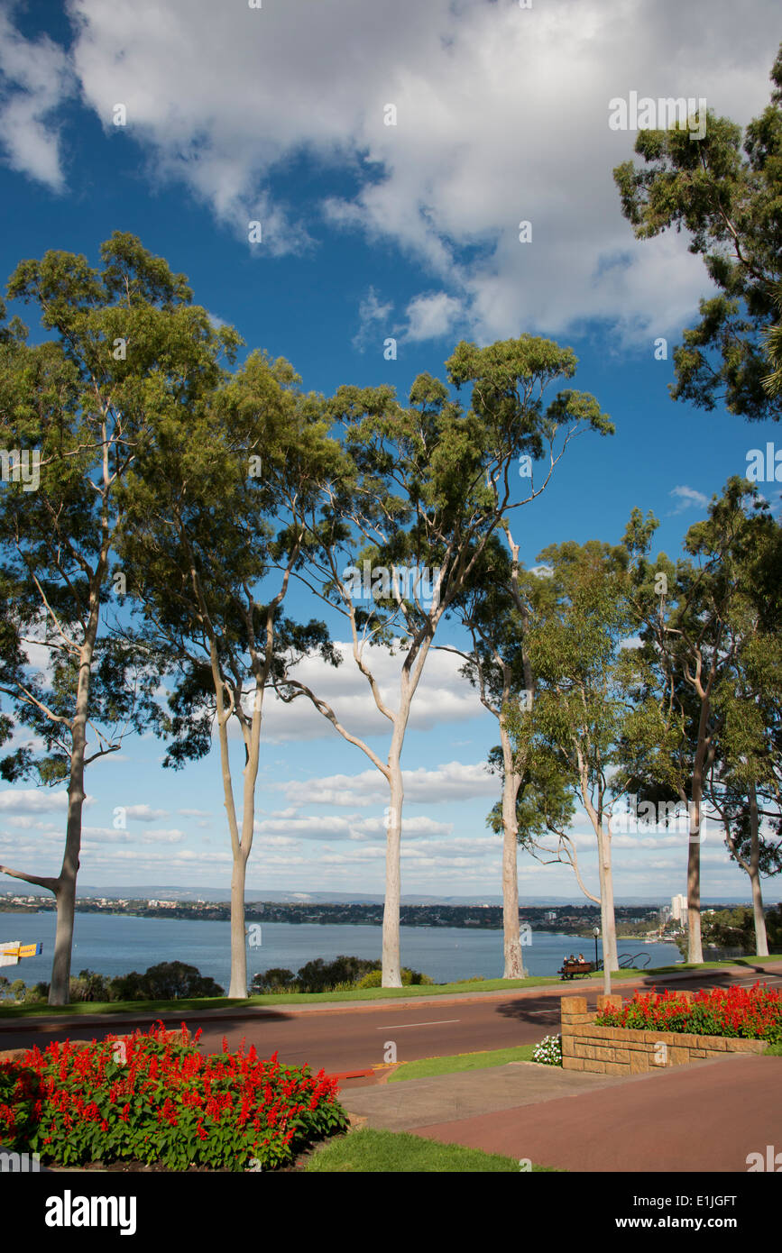 Australia, Western Australia, Perth. King's Park. Swan River view from Fraser Avenue, Lemon-scented gum tree. Stock Photo