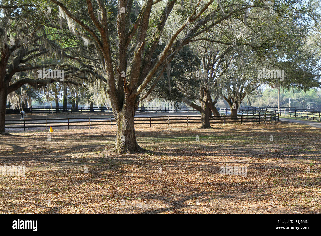 Live Oak Trees in Florida Stock Photo Alamy