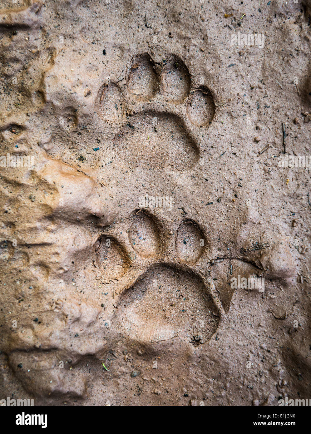 Ocelot foot tracks Stock Photo