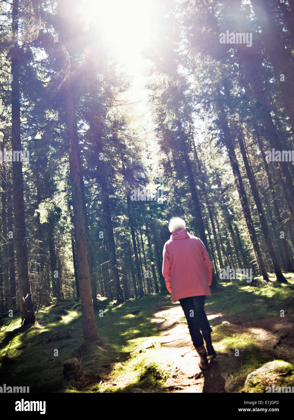 Sweden forest woman walk hi-res stock photography and images - Alamy