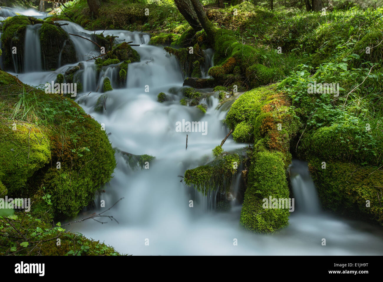 Alpine torrent and green mosses in the Canali valley. The Dolomites of Trentino. Italian Alps. Long exposure, water silk effect. Stock Photo