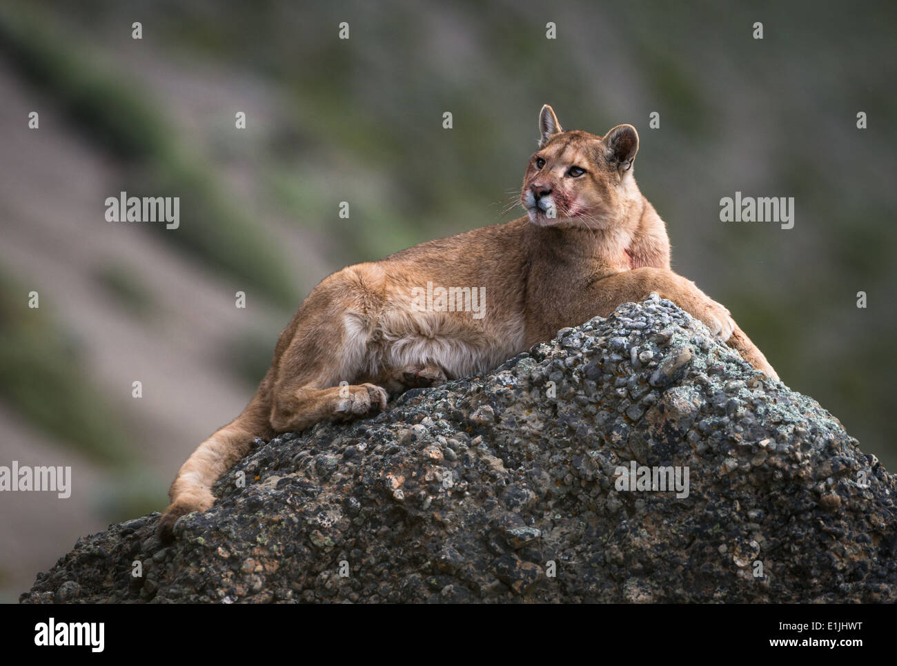 Wild puma from Chile Stock Photo