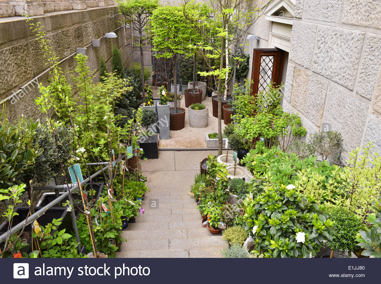 Green ornamental plants displayed outside flower shop in Vienna Stock