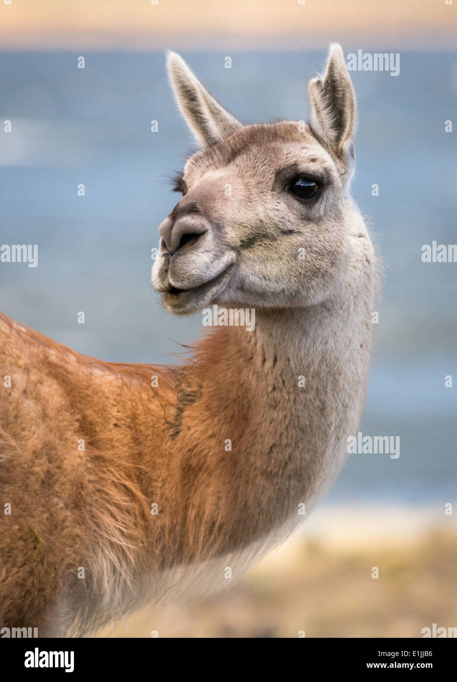 Guanaco close-up Stock Photo