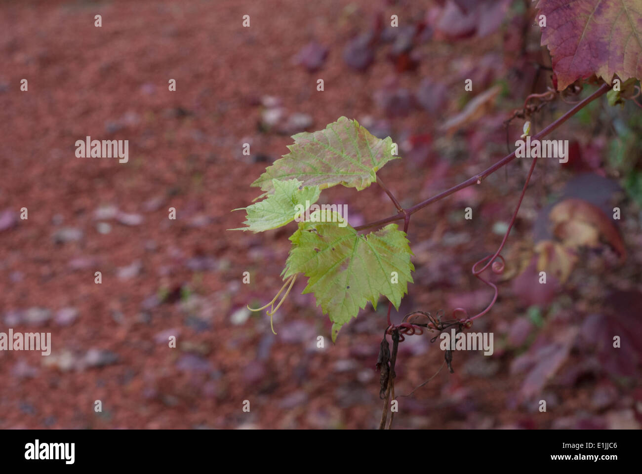 Vine Leaves in Autunm Stock Photo