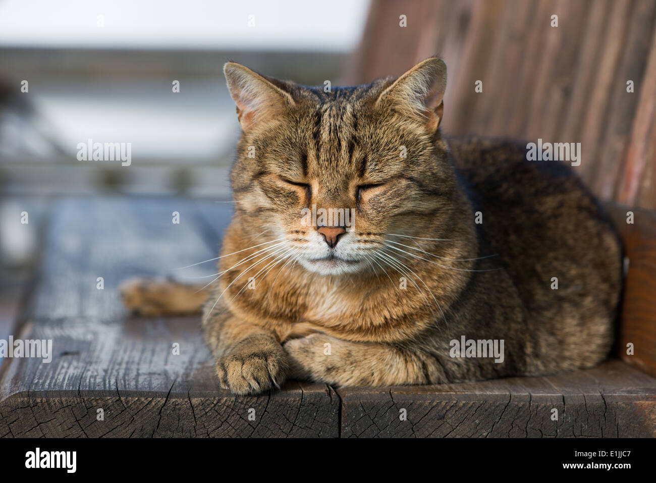 Brown tabby cat lying on a bench Stock Photo - Alamy