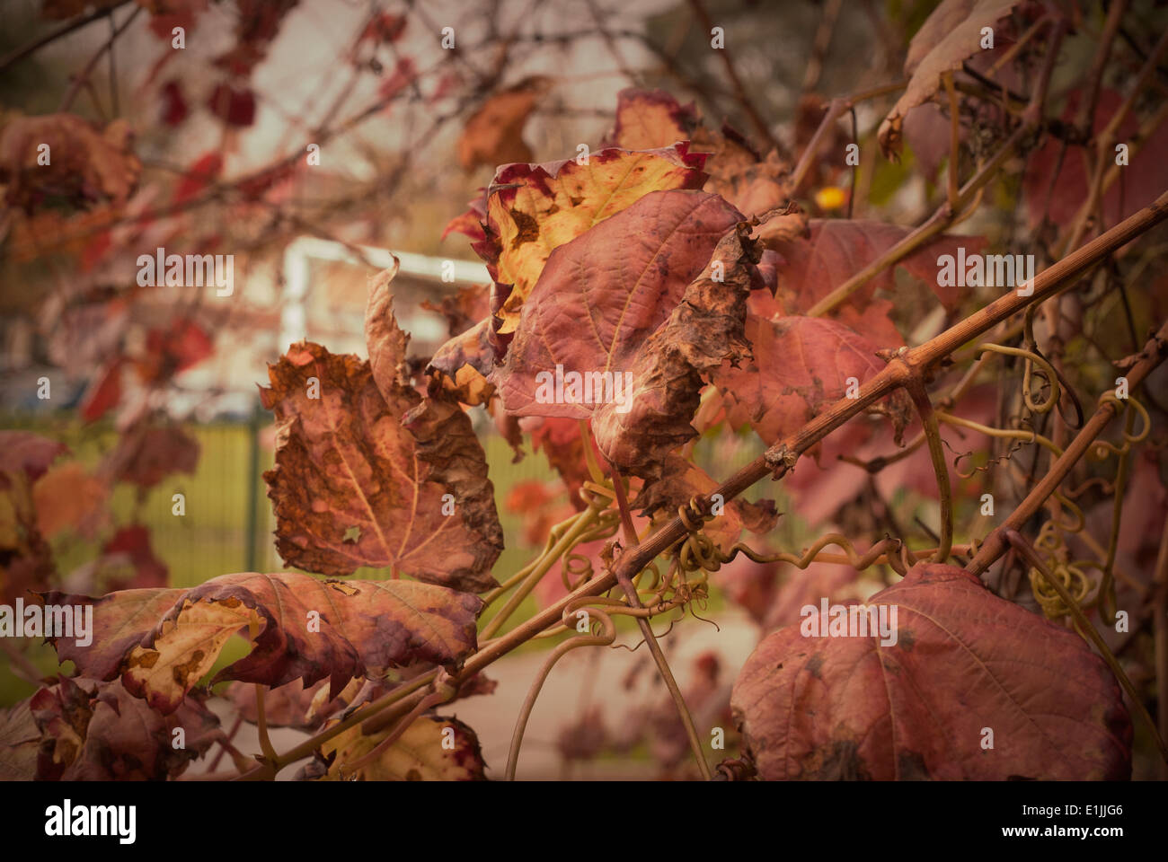 Vine Leaves in Autunm Stock Photo