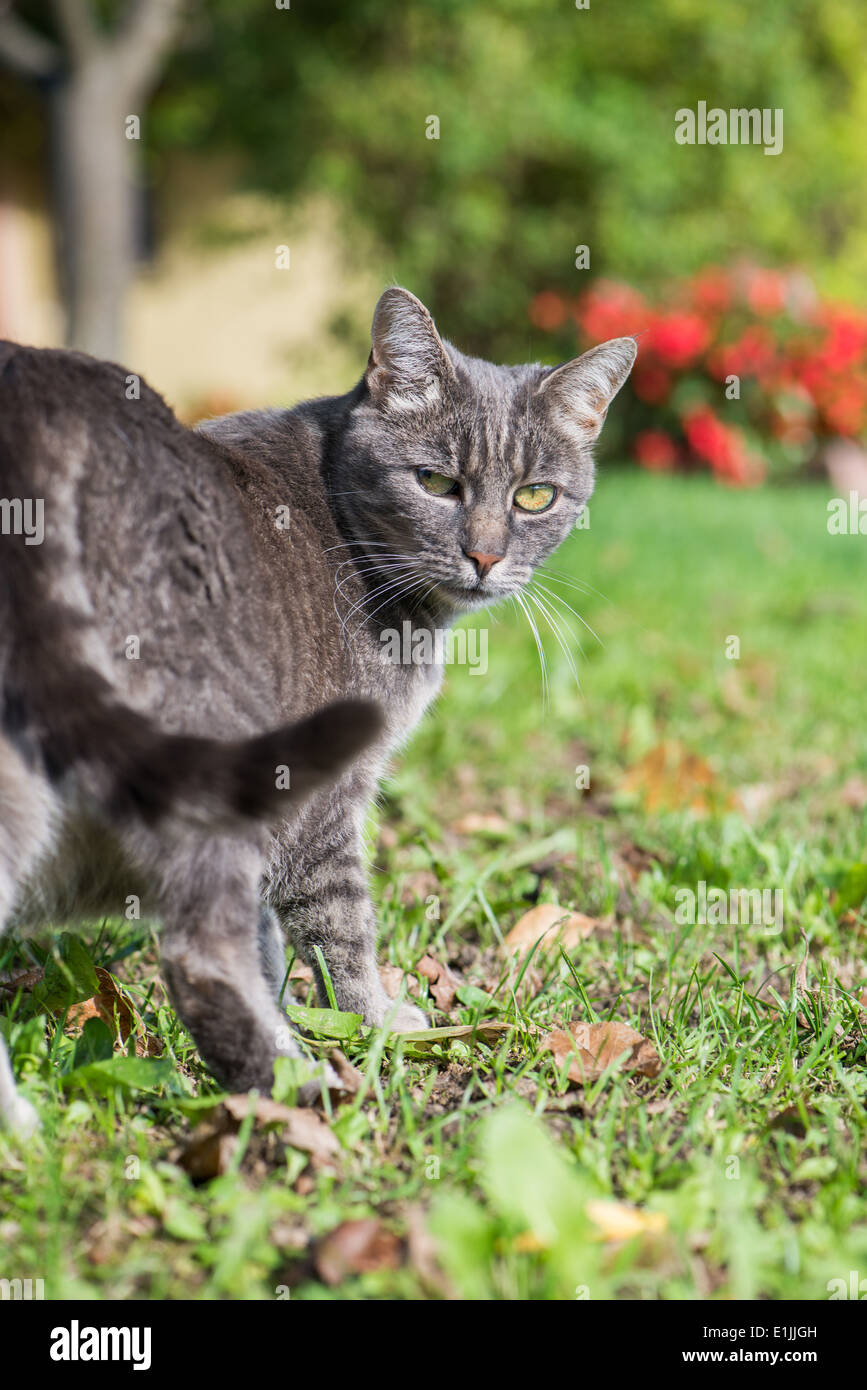 Gray tabby cat in nature Stock Photo - Alamy
