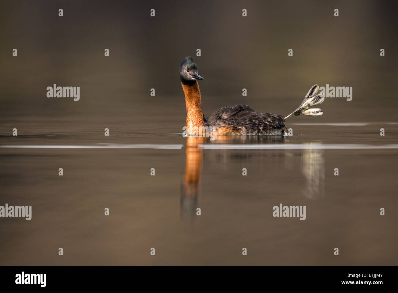 Great Grebe raising its foot above the water Stock Photo