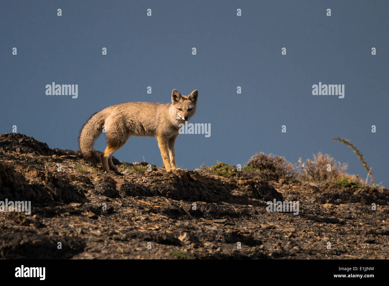 South American Gray Fox (Lycalopex griseus) from Torres del Paine, Chile Stock Photo