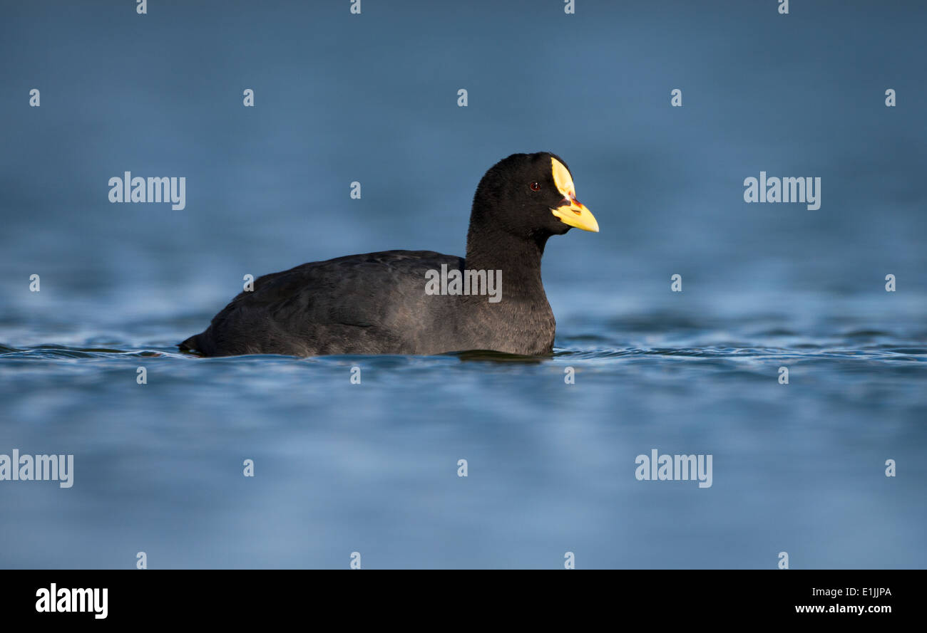 Red-gartered Coot (Fulica armillata) Stock Photo