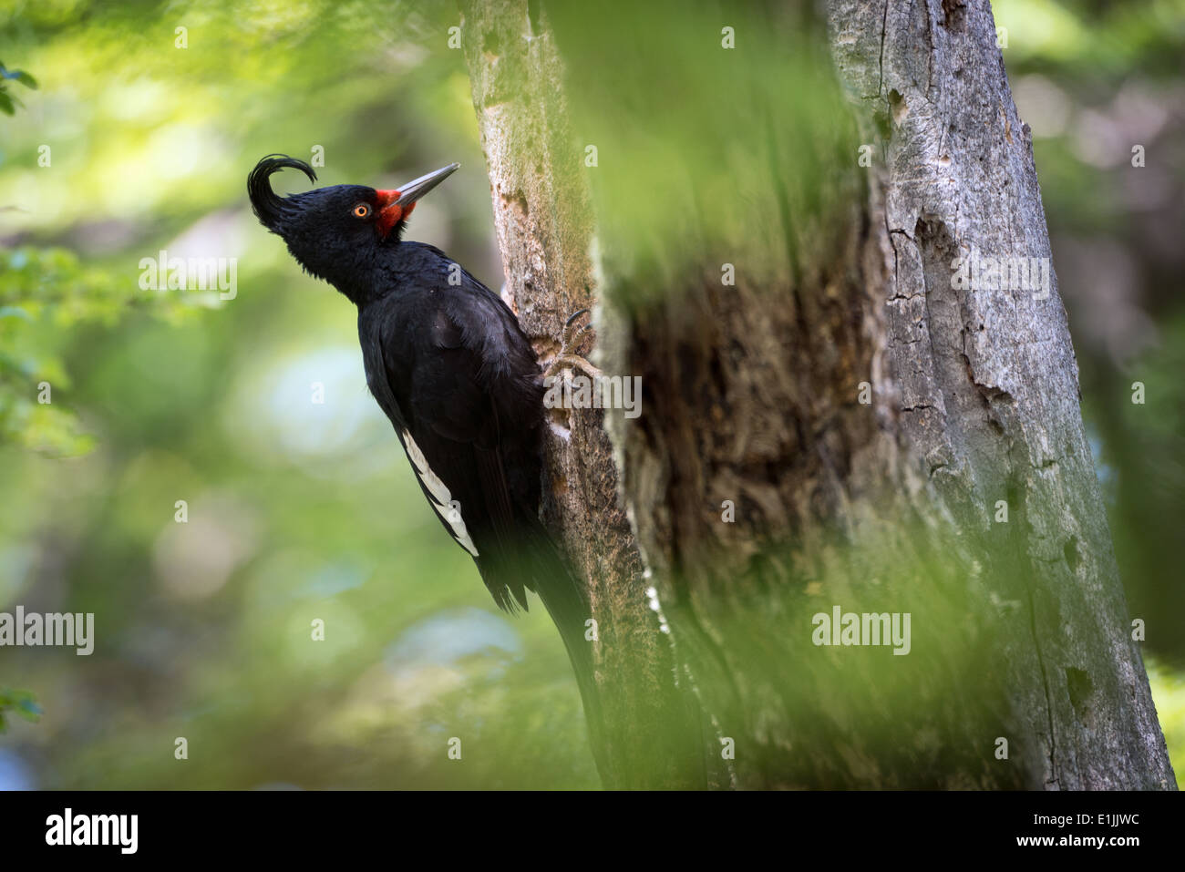 Magellanic Woodpecker (Campephilus magellanicus) Stock Photo