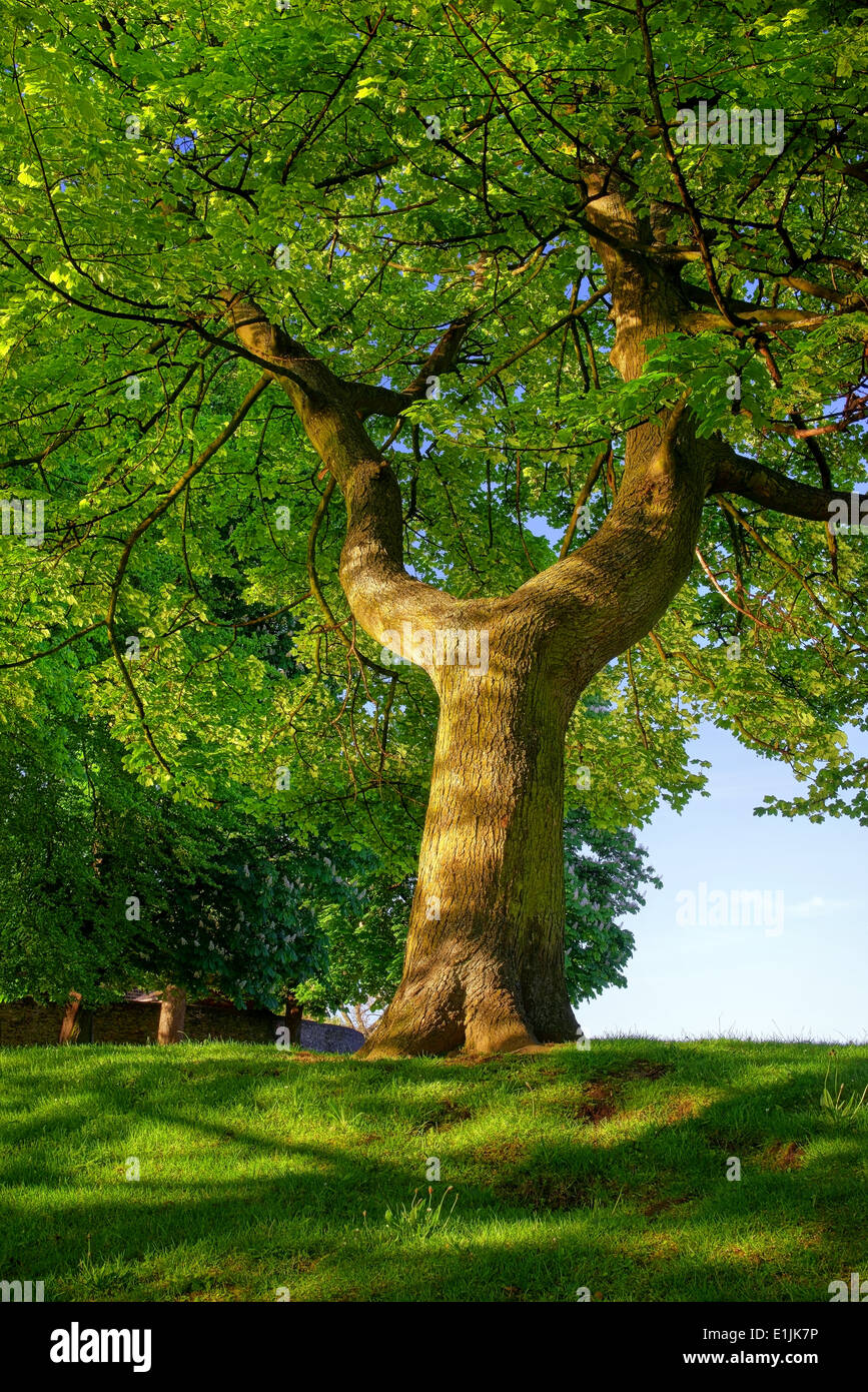 UK,South Yorkshire,Sheffield,Hillsborough Park Lake, Y Shaped Tree Stock Photo